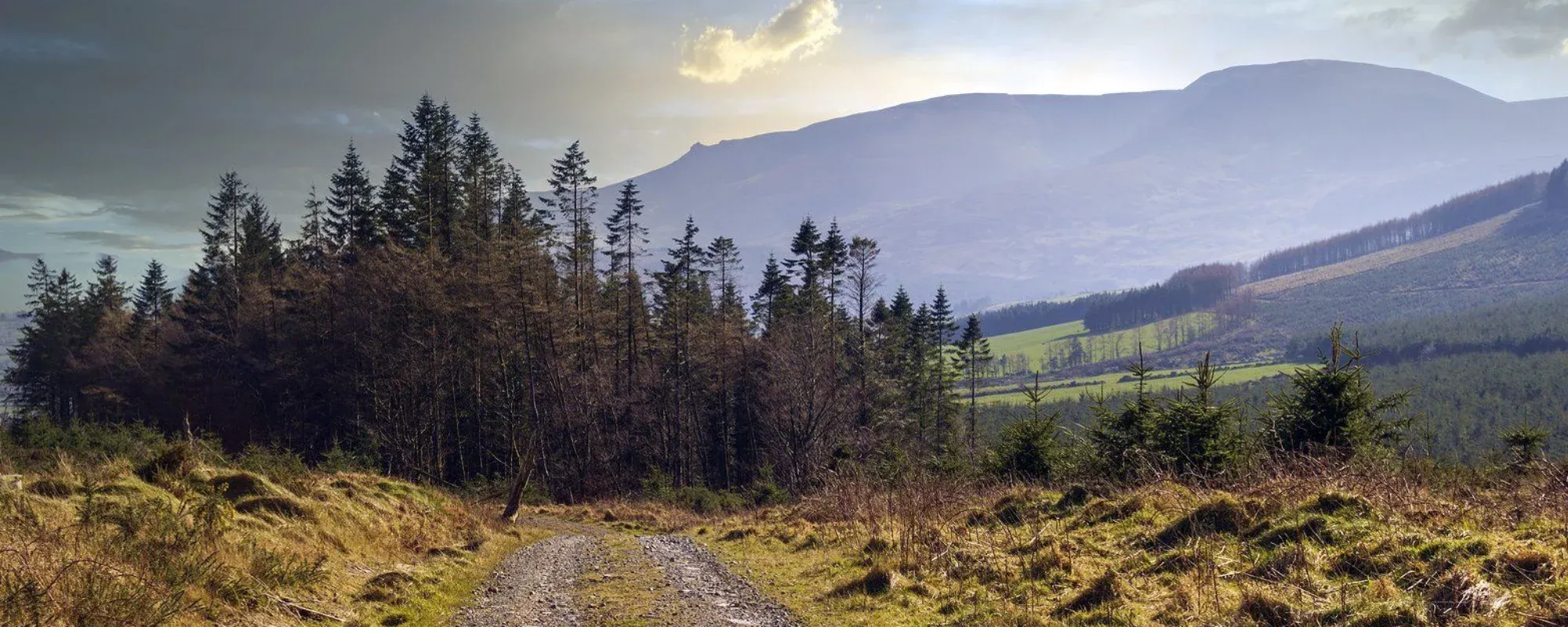 ireland-forrestry-mountain-view-newway.webp