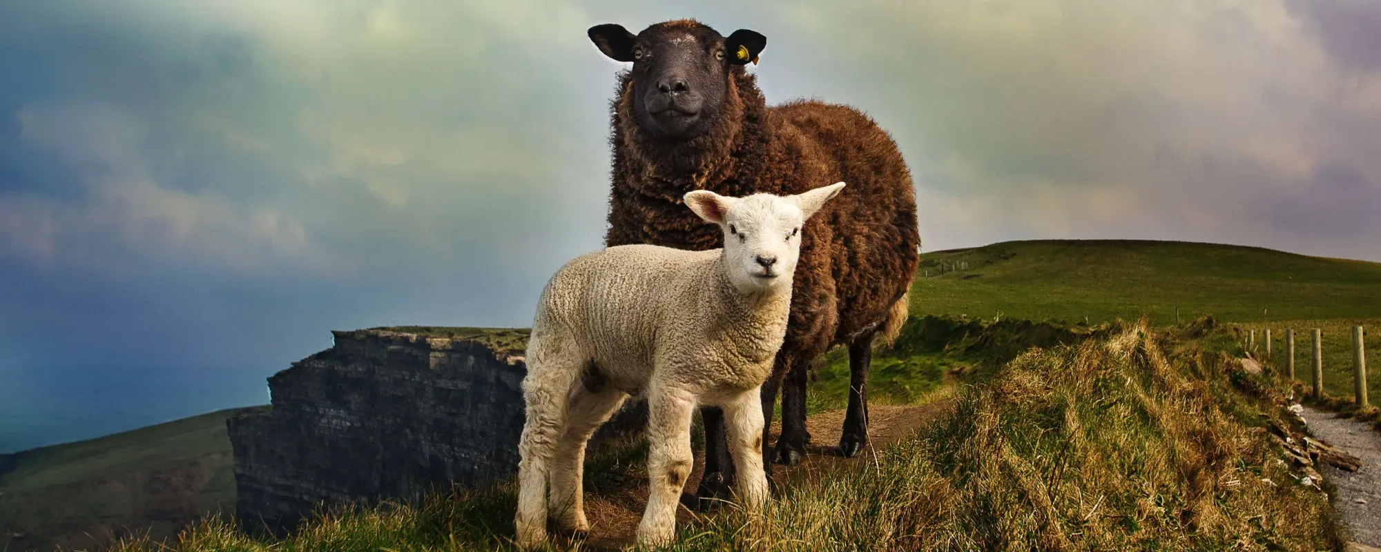 livestock-grazing-cliffs-newway-car-hire.webp