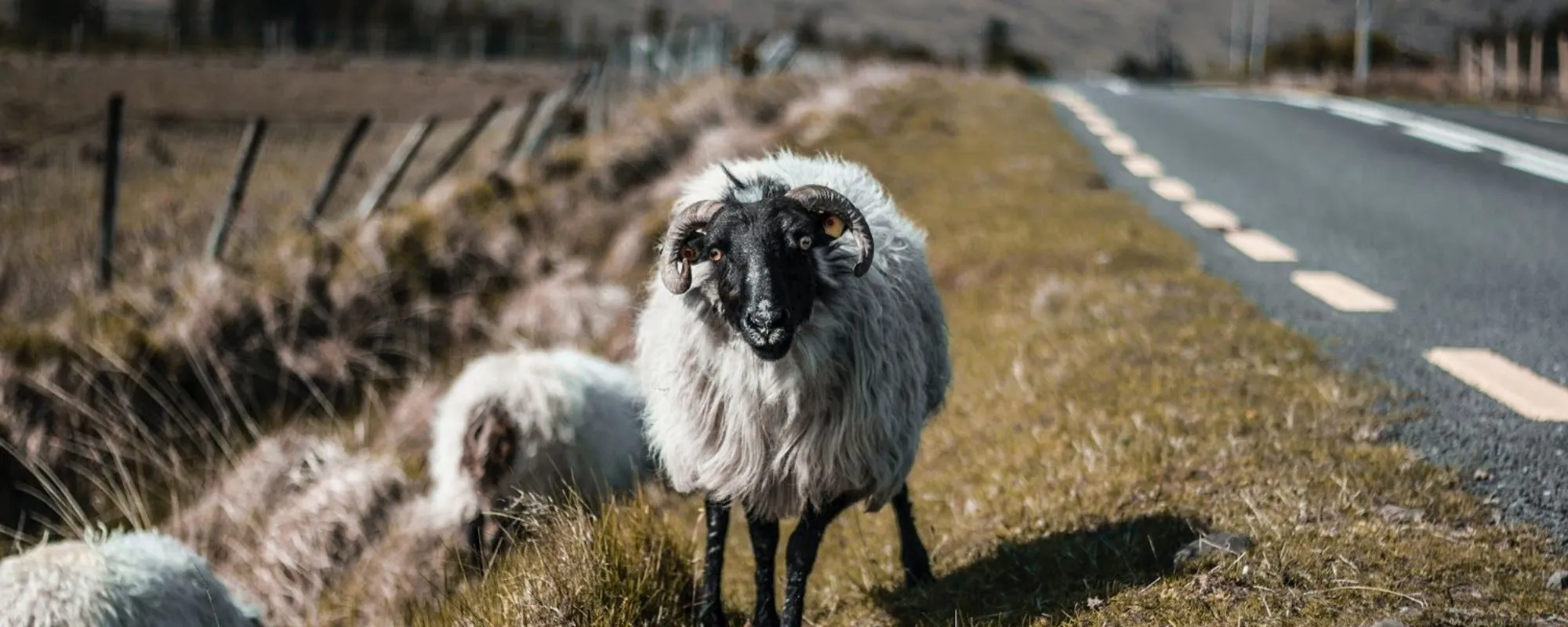 sheep-on-irish-road-ireland-newway.webp