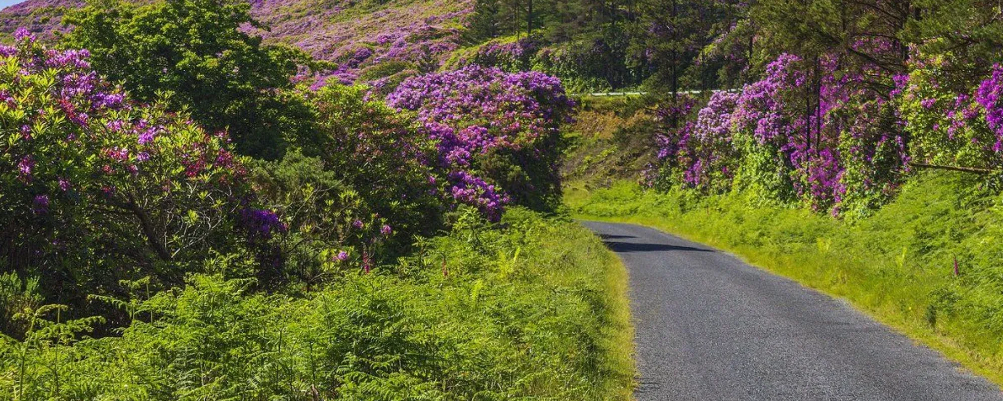 wild-flowers-irish-countryside-newway.webp